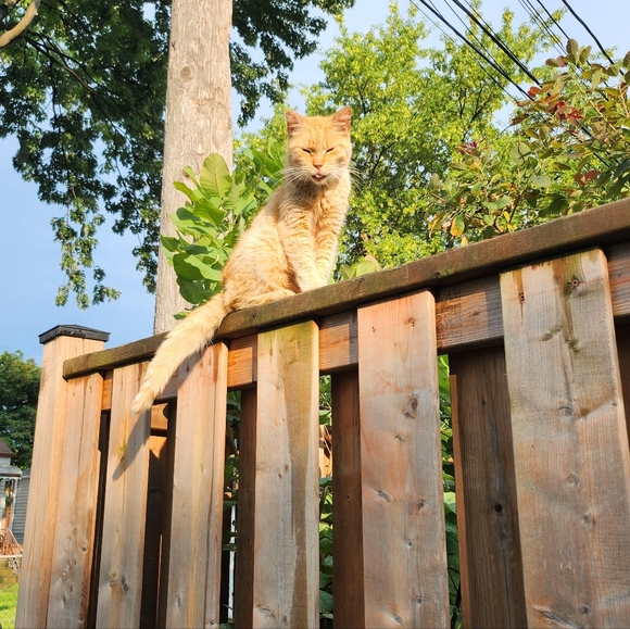 catcolonymom